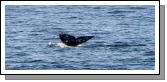 Whale Watching Cruise from Long Beach. Photo Michael Donnelly