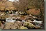 Bare trees on the banks of the river 