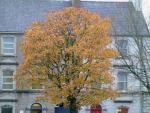 Autumn on the Mall in Castlbar.