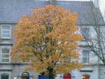 Autumn on the Mall in Castlbar.