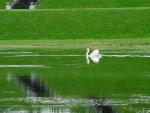 Swan on the recently re-flooded lake at Turlough Park.