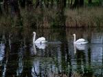 Swans on Turlough House Lake