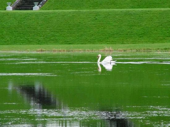 Swan on the recently re-flooded lake at Turlough Park.