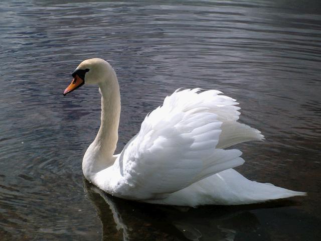 Close-up swan.JPG