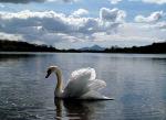 Light-on-swans-back.jpg