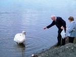 People feeding the swans.JPG