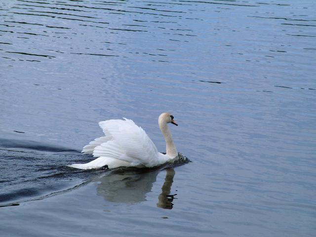 Swan at Cbar lake1.JPG