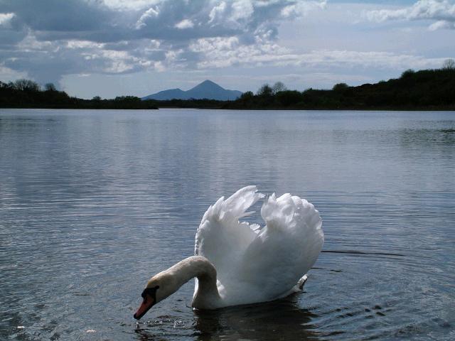 swan feeding.JPG