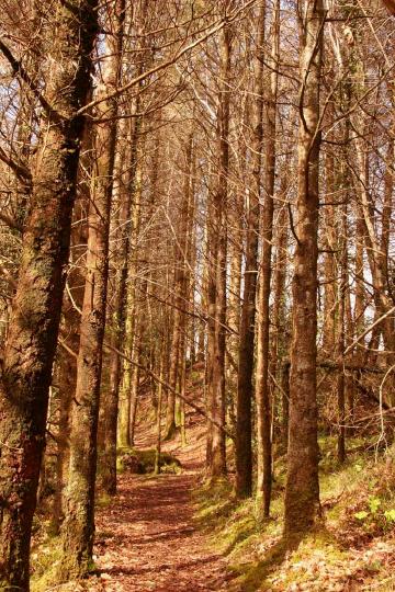 Tourmakeady Wood in March Sunshine