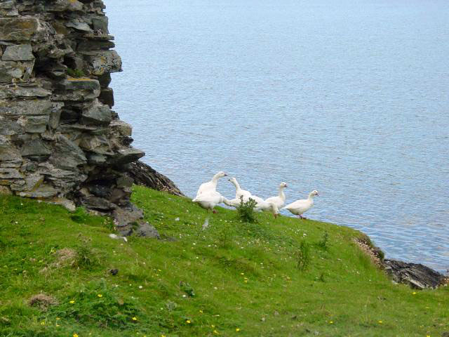 This flock of geese wanders around the island's harbour area unperturbed by humans. Here seen at Cromwell's Fort.