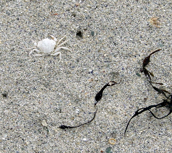 Bleached on the beach. Inishbofin has lots of places to swim and lie on the sand.