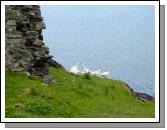 This flock of geese wanders around the island's harbour area unperturbed by humans. Here seen at Cromwell's Fort.