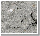 Bleached on the beach. Inishbofin has lots of places to swim and lie on the sand.