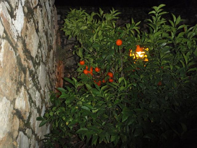 Oranges in the Streets