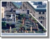 Looking down on a Roof Garden.