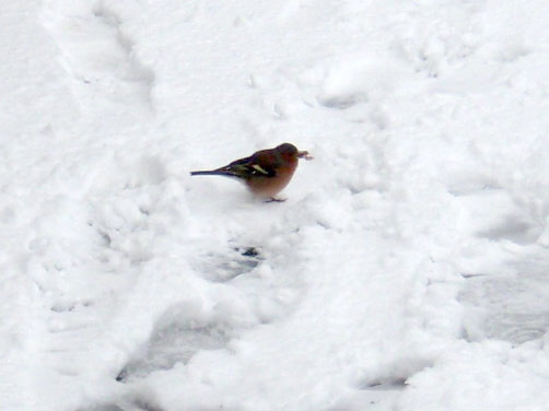 Bird in the Snow