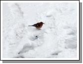 Bird in the Snow