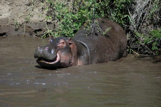 Cool Hippo.JPG