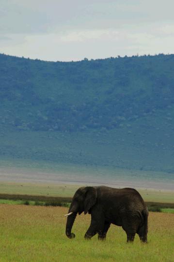 Elephant in Ngorogoro Crater.JPG