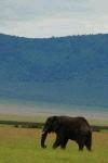 Elephant in Ngorogoro Crater.JPG