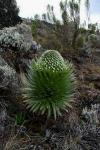 Lobelia on Kilimanjaro.JPG