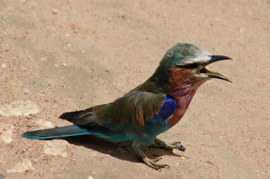 Superb Starling.JPG