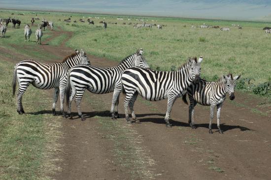 Zebra Crossing.JPG