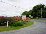 All the work on the flower beds put to naught by these illegal fly posters put up by auctioneers on every by-road in Mayo - they are above planning permission of course!