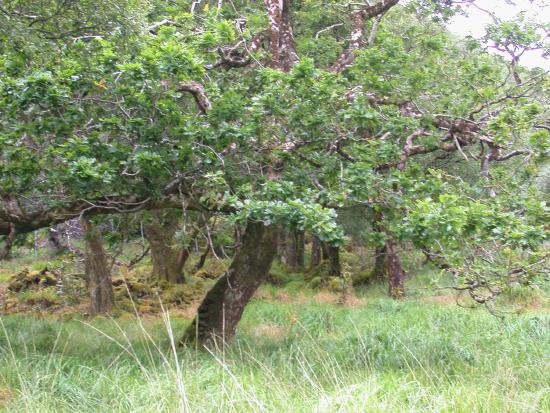 An Old Oak Tree