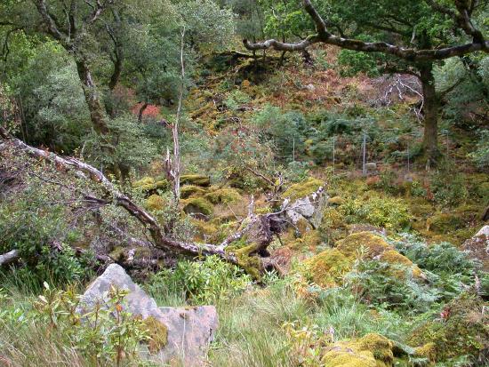 Moss-covered Stones