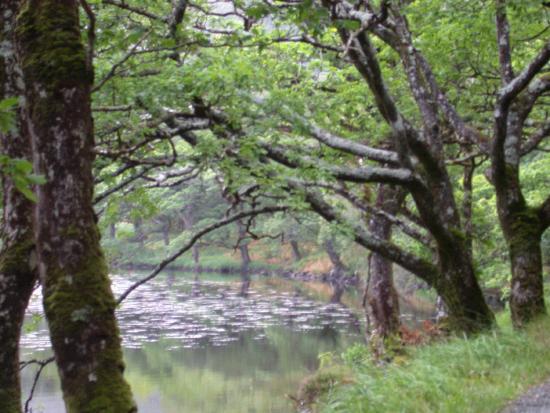 Through the Trees