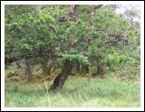 An Old Oak Tree