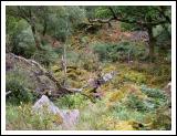 Moss-covered Stones