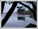 Lake View - Scots Pine and the Castle in the distance