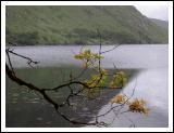 Oak Leaves