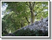 Beech Trees