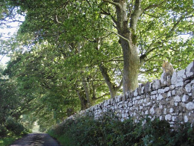 Beech Trees