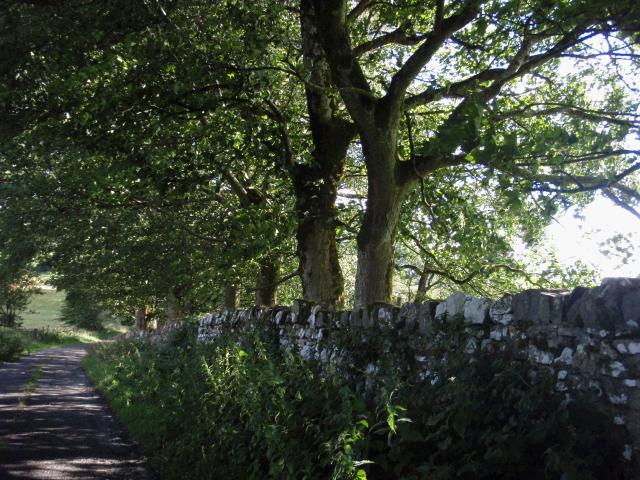 Dappled Sun