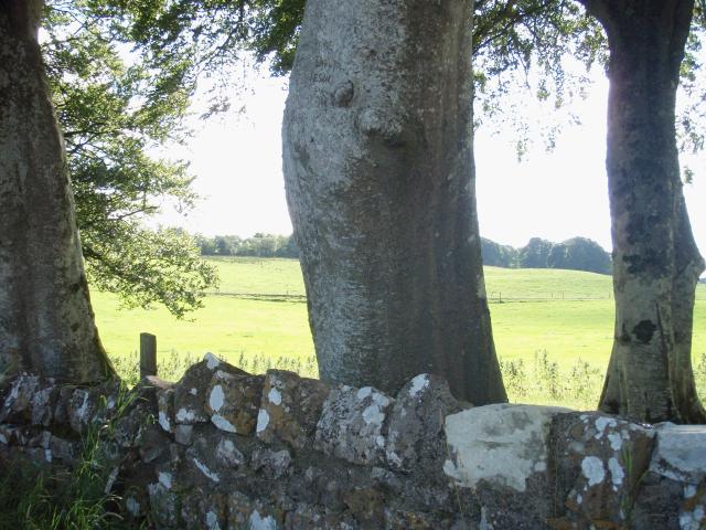 Co. Roscommon