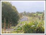 Overgrown Tracks