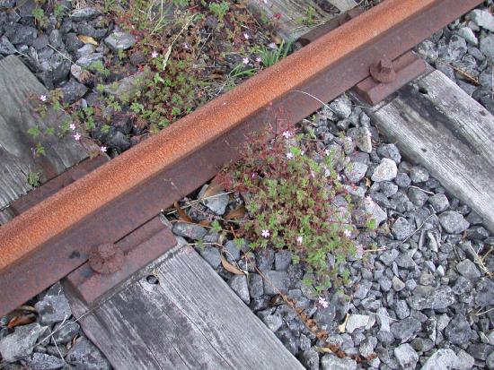 Tracks Still in Place