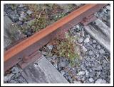 Tracks Still in Place